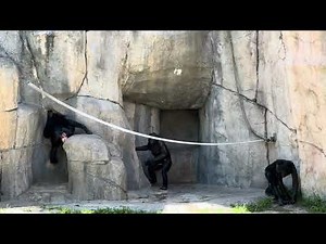 Fully erected penis goes down sexually aroused male sex organ excited monkey Huge cock chimp 🍆 mate