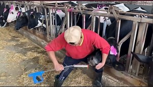 How to give Vitamin on Cow.Dairy Cows in Israel 🇮🇱 #cow #cows #farm #cowsofinstagram #cattle #animals #nature #farmlife #milk #calf #love #farming #animal #cowstagram #dairy #bull #photography #moo #cowgirl #highlandcow #dairyfarm #farmer #k #agriculture #cowlove #babycow #agro #art #vaca #happycows | Animals Clinic -គ្លីនិកសត្វ