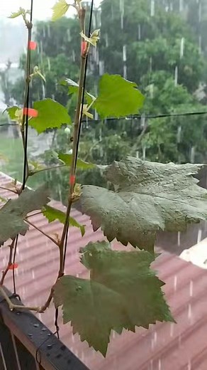 Hujan. Pohon anggur 🍇 #4u #grapes #diy #gardening | Grafting Examples