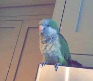 Silly Green Quaker Parrot Laughs Heartily Whenever His Human Blows Air Onto His Feathers