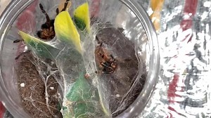 46 reactions · 9 comments | Chromatopelma Cyaneopubescens | Exotic Panda | Facebook