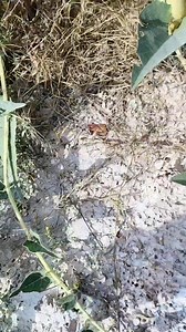 16K views · 598 reactions | One has certainly learned a valuable lesson. It is advisable to conduct thorough research before foraging, as the buffalo gourd, for example, is edible in its immature fruit form but can become toxic as it matures. Ayan! Huwag kasi basta maniwala sa sabi'sabi 藍 #foraging #safetytips | Mercy Jane Griesel | Facebook