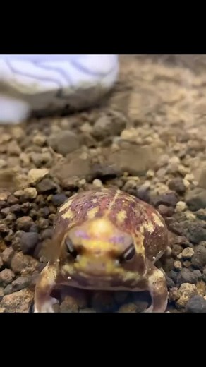 #greenscreenvideo #frog#frogs#frogsoftiktok#froggies#phrog#toad#toads#toadsoftiktok#tadpoles#frogeggs#budgettsfrog#pacmanfrog#rainfrog#milkfrog#pixiefrog#bullfrog#bullfrogs#glassfrog#greenfrog#hornedfrog#ribbit#creek#water#stream#river#lake#pond#bog#nature#africanbullfrog#africanbullfrogs#animals#animalsoftiktok#monkeyfrog#frogspawn#spawn#pet#petfrog#amphibians#reptile#bug#bugs#froggy#frogsontiktok#dumpy#dumpytreefrog#dumpytreefrogs#frogsoundchallange#frogsong#exoticcreatures