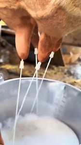 Stop Drinking Milk.. #drrobin #ayurved #food #doctor #health #remedy #ayurveda | Dr.Robin Sharma