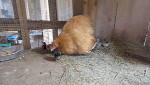 40K views · 1K reactions | Happy Mamma. Buff orpington and bantam ee chicks. | Cajun Creek Farm | Facebook