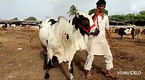 18 reactions | FOR SALE QURBANI CONTACT TO BUY +92 313 6229007 LOCATION KARACHI MALIR CANT | Karachi Sohrab Goth Cow Mandi-Bakra Eid In Pakistan | Facebook