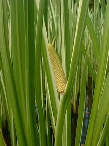 Acorus calamus - Alchetron, The Free Social Encyclopedia