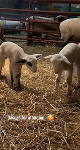 2.2K views · 57 reactions | Sheep barn fun! #lambingseason #fyp #CapCut #OscarsAtHome #fblifestyle #fypシ #indianafarm #foryou #onemoreshot #lambs #sheep #lambsoftiktok | Haydn House | Facebook
