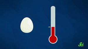 21 reactions | For most reptiles, a few degrees can make all the difference when determining sex. Check out the full episode to learn more! https://youtu.be/EoemV8R_QJY?si=smUugjvLuFyyU5Tx | SciShow | Facebook