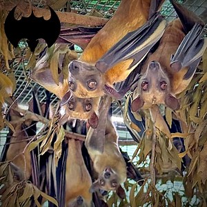 The African Straw Colored bats at Lubee Bat Conservancy. | Lubee Bat Conservancy