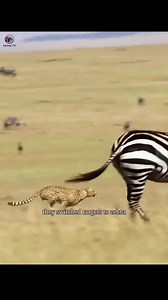 The Cheetah Has a Dramatic Chase, But the Antelope Escapes Spectacularly! 😱 | Whiskey Tango & Co.