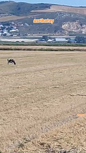 45K views · 302 reactions | Hatay Antakya'dan Kurban hazırlıkları.. #antakya #hatay #bayram | AntakyaTube | Facebook