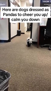 127K views · 1.1K reactions | Cute Halloween Dog Costumes #funny #diy #halloween | Papa Ken Bacolod | Facebook