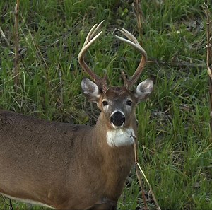 Ozonics = Opportunity Creator | Ozonics