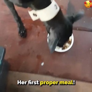 14K views · 788 reactions | Homeless dog rescued from the Amazon jungle. This is heartwarming story about Negrita and her journey from the amazon to the UK ❤️ | Our Beloved Dogs | Facebook