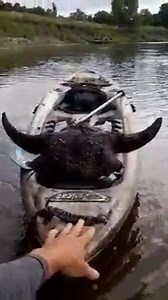 A bison skull from mid-summer 2022 on a luke warm hot-spot. From this bend south for ten miles as the crow flies I've found almost nothing. | Bison Bison Paleo Fossils