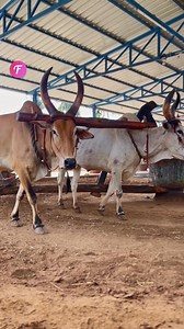 28K views · 31 reactions | Traditional groundnut oil extraction using bulls. | Fabiosa Philippines | Facebook