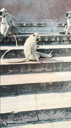 बंदर अपने बच्चे को दूध पिलाते हुए