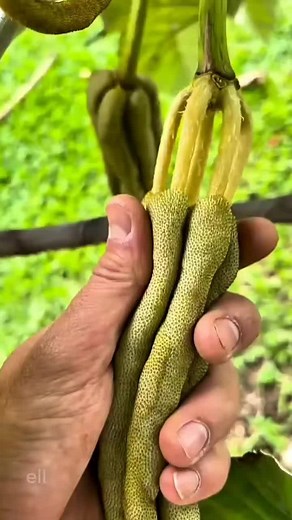 Buah-Buahan Unik yang Harus Dicoba