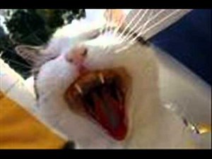 lachende katzen & witzbilder^^