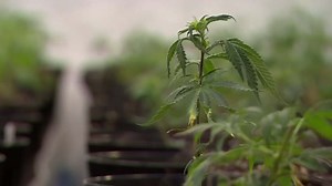 Cancer patient hoping to change minds on medical marijuana policy