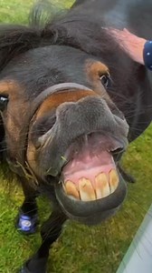 47K views · 2.4K reactions | Pukka up  and give me a kisses  #goodmorning #kisses #funnyvideosclips #funnyvideos | The Adventures Of Patrick The Pony | Facebook