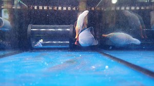 1.1K views · 18 reactions | Another challenging species, feeding specimens now available. Orange spotted filefish. 珞 | Iwarna Aquafarm | Facebook