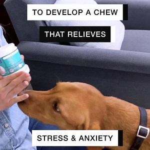 34K views · 278 reactions |  A Groundbreaking Natural Formula That Helps Over-Excited & Nervous Dogs Achieve The Calm That They Deserve 珞 Helping to regulate stress & anxiety... Valerian Root  Helps reduce scratching, paw licking & biting Organic Chamomile  Helps calm your dog's stomach L-Tryptophan  Helps regulate stress and anxiety in your dog's brain ___  Results Can Be Seen In Just 5 Days  Up To 25% Off  90 Day Money Back Guarantee | PetLab Co. | Facebook