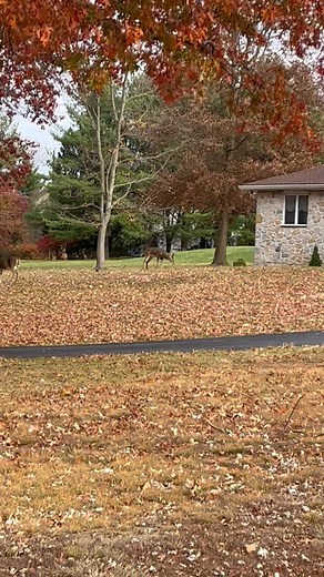 Awww this buck gotta broken leg | Nel Rosado