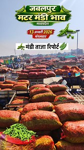 11K views · 431 reactions | 﫛Jabalpur Matar Mandi Bhav Date 13/01/2026 मंगलवार मटर आज का भाव | MadhyaPradesh Matar Rate Update . . . . . #jabalpurmatarMandibhav #MadhyaPradesh #matar_mandi_bhav #matar_bhav_update #mandibhav #जबलपुरमंडीभाव #pearate #MadhyaPradesh #todaymandirate #जबलपुरमटरमंडी #mandirate #viralreels | The Advance Agriculture | Facebook
