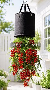 逆さまミニトマトの育て方｜空中逆さまトマト栽培チャレンジ
