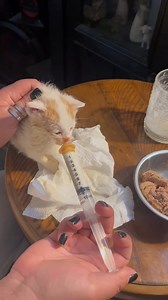 Meet our newest resident, Mr. Meowgi. 😻 The people who found this little one gave him cow's milk before they brought him to us, which really messed with his little digestive system. But after 24 hours of supportive care, he is finally eating again! Please, if you find a kitten, DO NOT give it cow's milk, as it can potentially kill a kitten. If you need help, call us! | Boone Area Humane Society