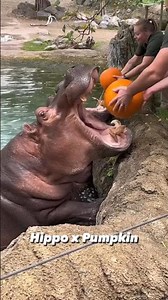 🔥Hippo x pomking 🔥 #viral #trending #youtubeshorts #ytshorts