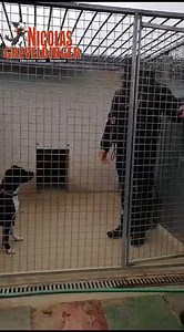 Lundi nous avons fait un petit tour en refuge avec mes stagiaires. Randall est un staff qui attend une famille au refuge de Romilly. Nous lui apprenons la stabilité pour faciliter cette adoption. #refuge #protectionanimale #formation #educationcanine #comportementalistecanin #animaux #dogtrainer #staff | Centre Nicolas Greveldinger Éducation / Formation