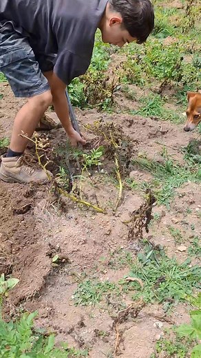 Harvesting potatoes 🥔 #buhayfarmer #farmlife #harvesting #simplypinayaussiemum #reelsfbシ | Simply PinayAussie Mum