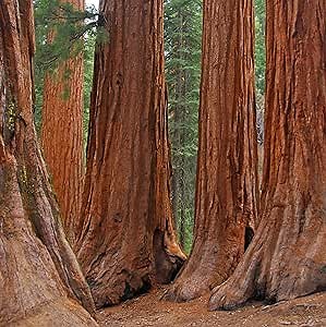 CHUXAY GARDEN Giant Sequoia Seed 40 Seeds Huge Evergreen Tree Sequoiadendron Giganteum Sierra Redwood Tree Striking Landscaping Plant Spectacular Display