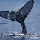 How to Make a Whale Out of Fondant