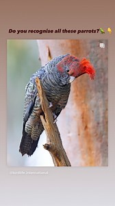 BirdLife International on Reels