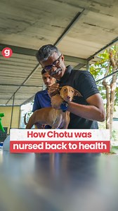 Chotu, an indie dog, survived a brutal acid attack as a few months old pup. Thanks to Team Prayas and India Animal Foundation, he was rescued and nursed back to health, now living happily at the sanctuary. His story underscores the impact of timely intervention. Not every stray is as fortunate, but with your support, Teams Prayas and India Animal Foundation can help many more in need. Donate now to contribute to their mission and rescue more furry friends. - http://tinyurl.com/kn7syww9 #RescueMi