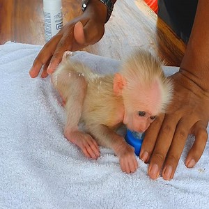 The best way keeping baby monkey clean after bath is baby powder #milk #smartmonkey #cutemonkey #cuteness #cute | A Bi Monkey | Facebook