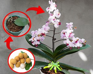 The Ultimate Guide to Reviving Orchids Unveiling the Secret | Balcony Garden Ideas