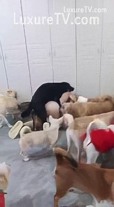 Dog Gangbang (enhanced, upscaled)