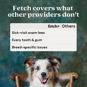 Fetch Pet Insurance on Reels | Facebook