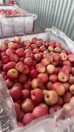 Fresh Red Fuji Apples A Crunch Above