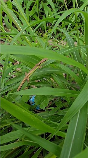 Raffa found a lizard