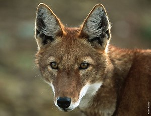 Ethiopian wolf - Alchetron, The Free Social Encyclopedia