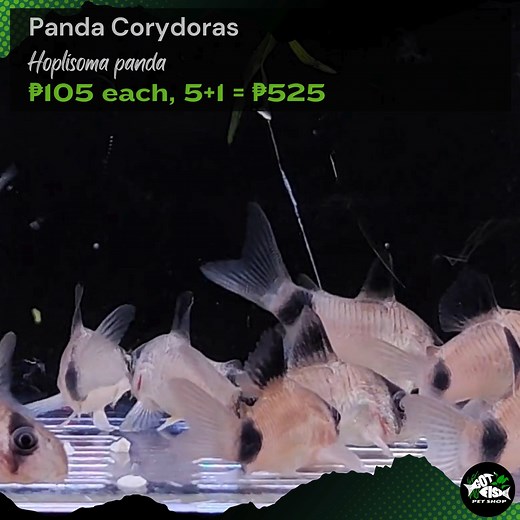 PANDA CORYDORAS | Got Fish