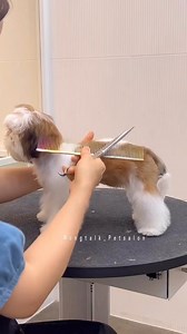 Check out this Shih Tzu grooming technique! 🎥 @shihtzuclubs #shihtzu #shihzulovers | Shihtzuadvice.com