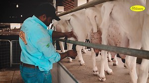 4.9K views · 210 reactions | A cabras da raça Saanen são originárias...