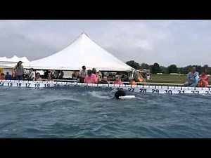 Ultimate Air Dogs 2015